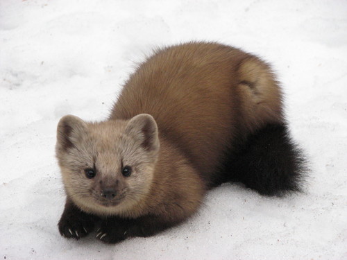 Sable reference