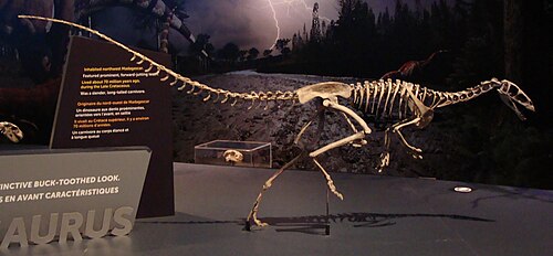 Masiakasaurus reference