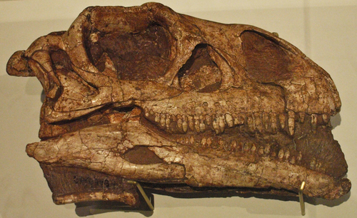 Massospondylus reference
