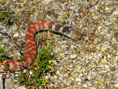 Coachwhip reference