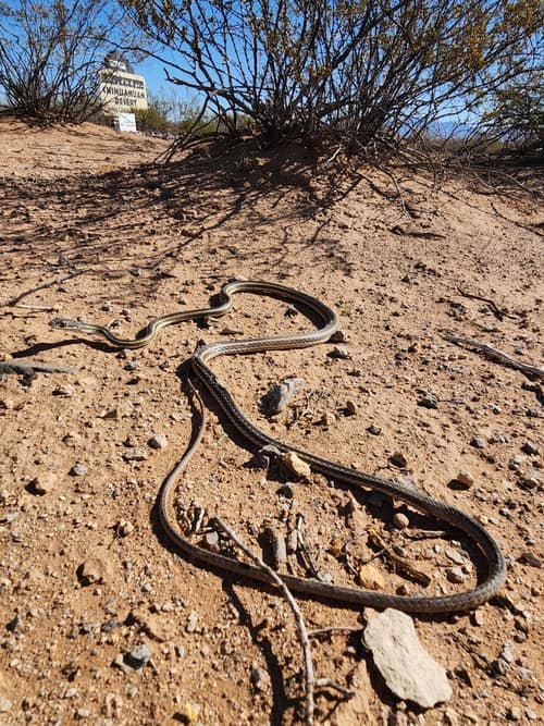 Striped Whipsnake reference