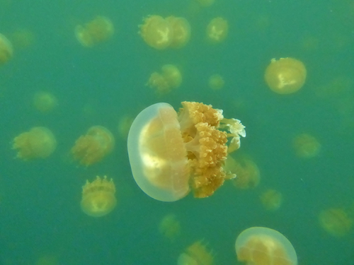 Golden Jellyfish reference