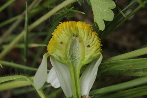 German Chamomile reference