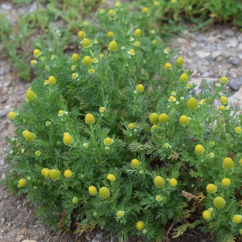Pineapple Weed reference