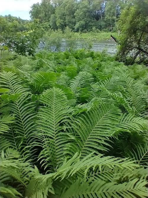 Ostrich Fern reference