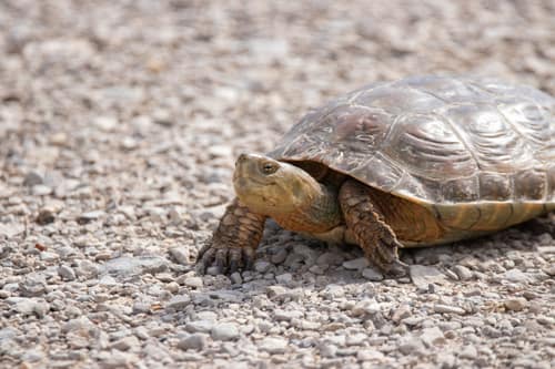 Spanish Pond Turtle reference