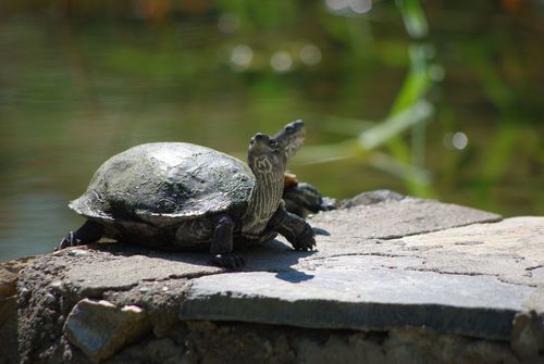 Balkan Terrapin reference