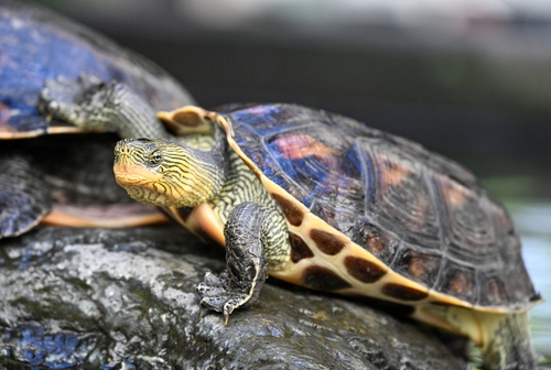 Asian Stripe-Necked Terrapin reference