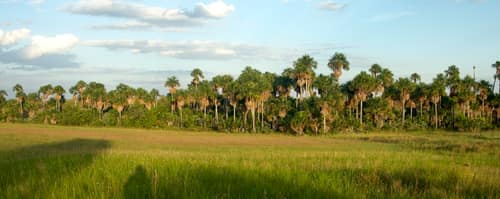 Mauritia Palm reference