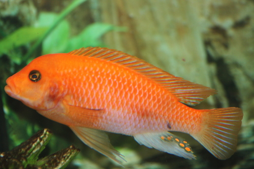 Red Zebra Cichlid reference