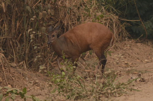 Red Brocket reference