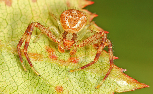 Northern Crab Spider reference