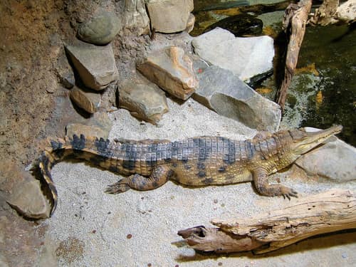 West African Slender-snouted Crocodile reference