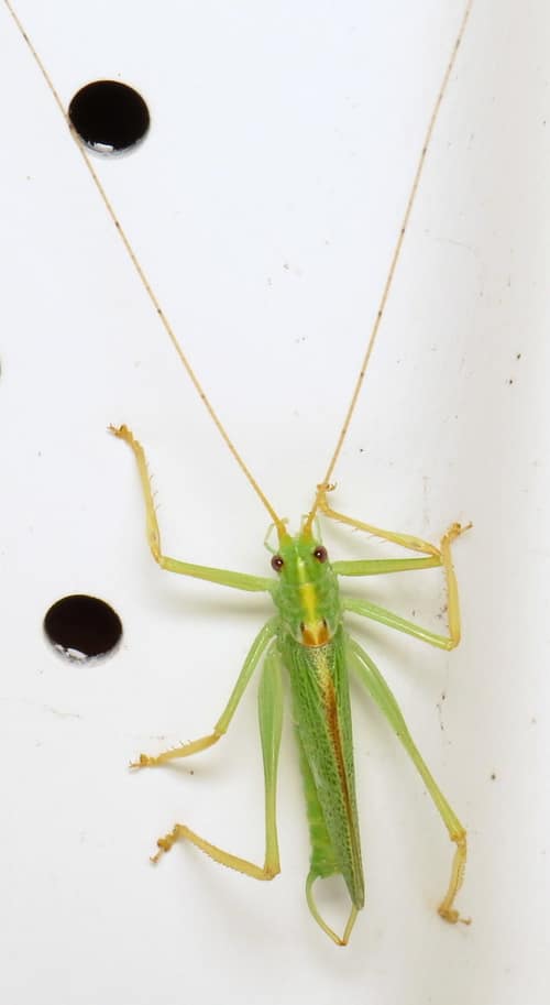 Oak Bush-cricket reference