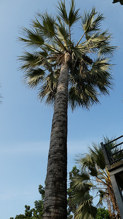 Medemia Palm reference