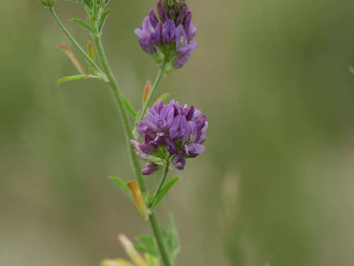 Alfalfa reference