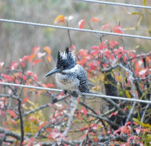 Crested Kingfisher reference
