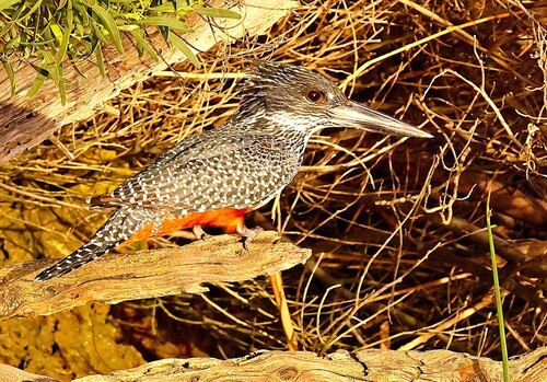 Giant Kingfisher reference