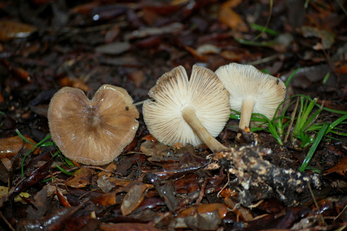 European Platterful Mushroom reference