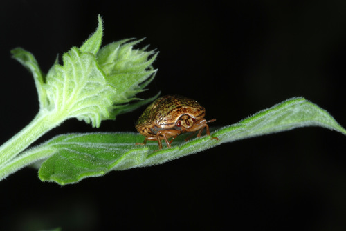 Kudzu Bug reference