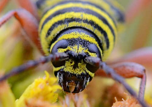 Locust Borer reference