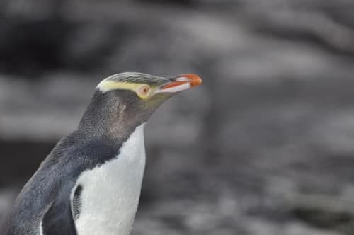 Yellow-eyed Penguin reference