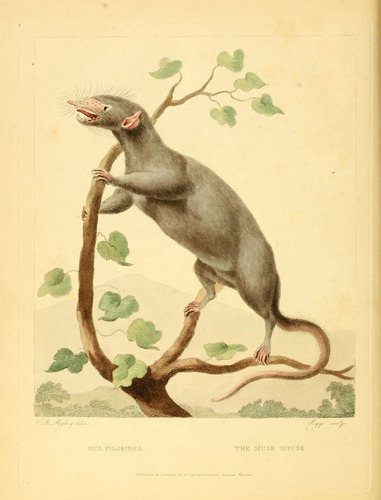 Martinique Giant Rice Rat reference