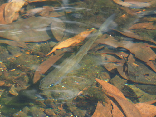 Indo-Pacific Tarpon reference