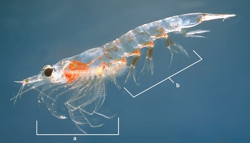 Northern Krill reference