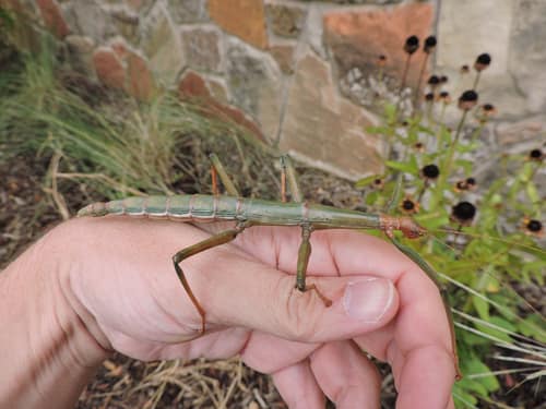 Giant Walkingstick reference