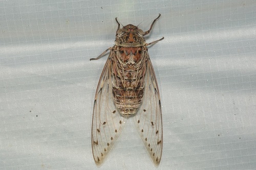Empress Cicada reference