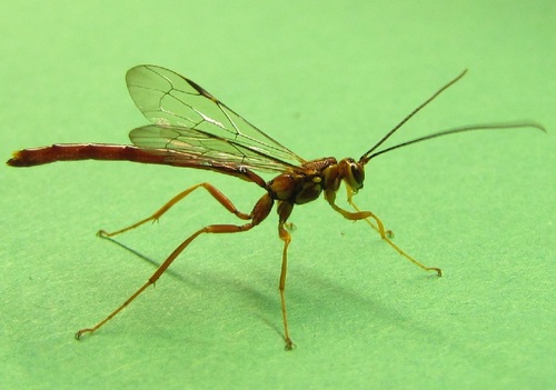 Greene's Giant Ichneumon Wasp reference