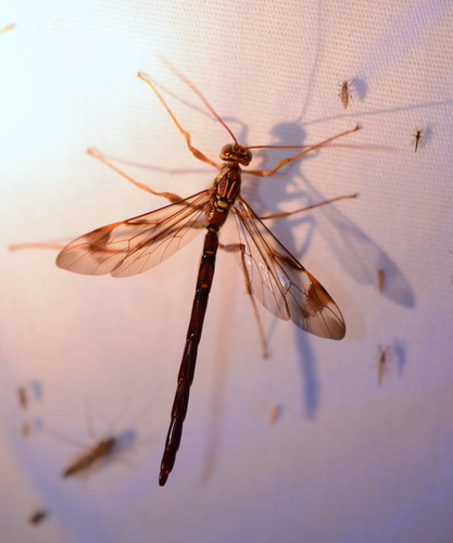 Long-tailed Giant Ichneumon Wasp reference