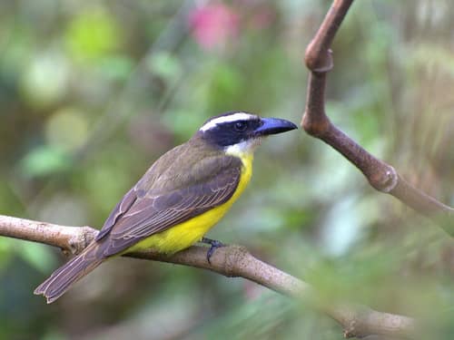 Boat-billed Flycatcher reference