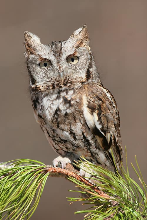 Eastern Screech-Owl reference