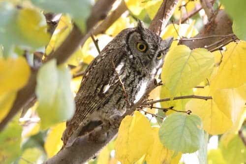 Western Screech-Owl reference