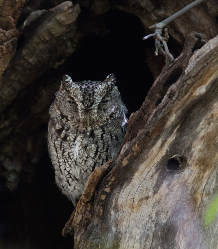 Whiskered Screech-Owl reference