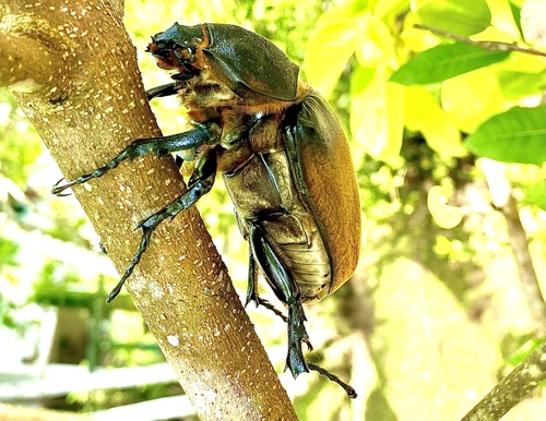 Elephant Beetle reference