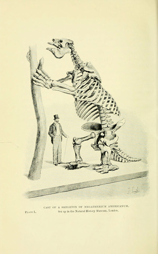 Giant Ground Sloth reference