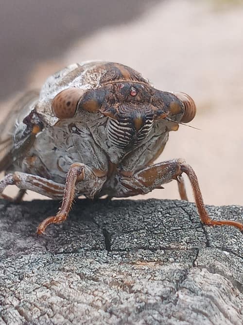 Northern Dusk-Singing Cicada reference