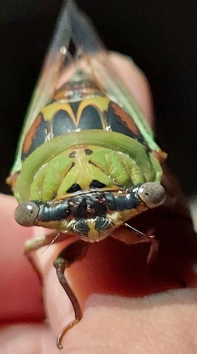 Walker's Cicada reference