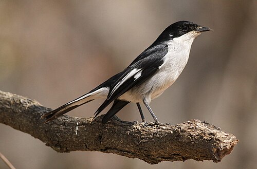 Fiscal Flycatcher reference