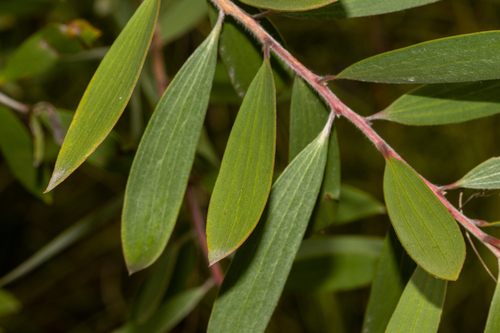 Weeping Paperbark reference