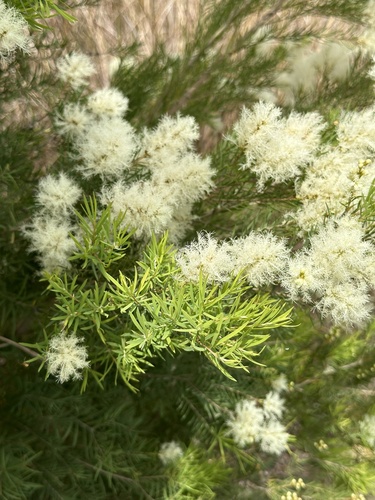 Flax-leaved Paperbark reference