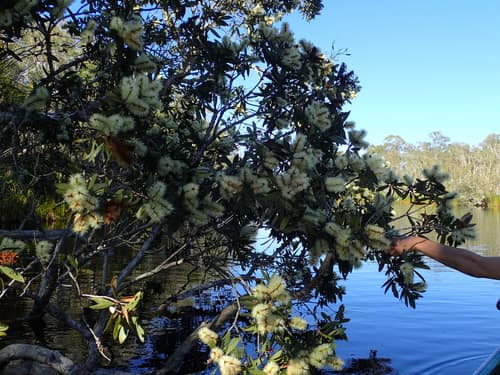 Broad-Leaved Paperbark reference