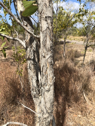 Broad-leaved Paperbark reference