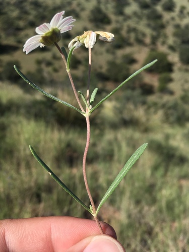 Blackfoot Daisy reference