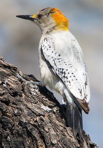 Golden-fronted Woodpecker reference