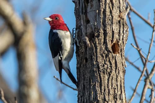 Red-headed Woodpecker reference