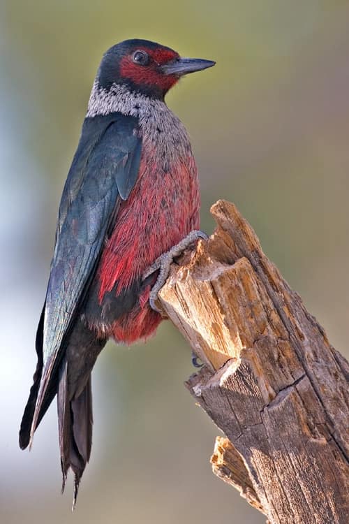Lewis's Woodpecker reference
